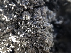 Pertusaria corallina