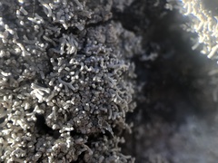 Pertusaria corallina