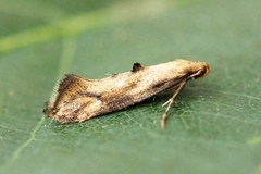 Epermenia illigerella