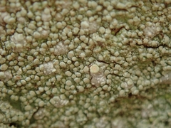 Coccotrema cucurbitula