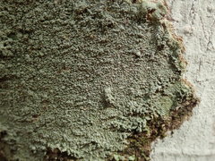 Coccotrema cucurbitula