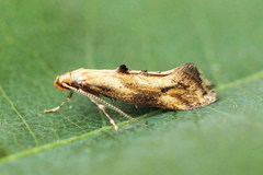Epermenia illigerella