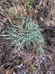 Eragrostis interrupta