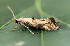 Epermenia illigerella