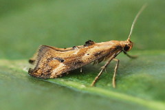 Epermenia illigerella