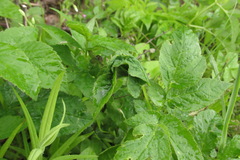 Epermenia illigerella