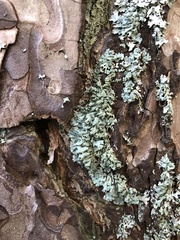 Hypogymnia farinacea