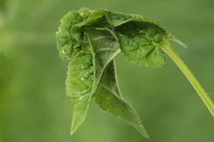 Epermenia illigerella