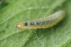 Epermenia illigerella