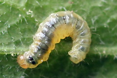 Epermenia illigerella