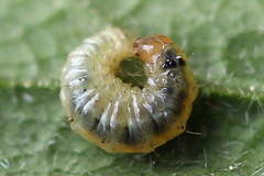 Epermenia illigerella