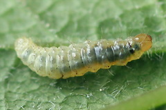 Epermenia illigerella