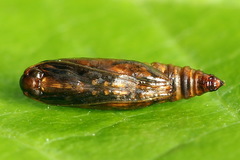 Epermenia illigerella