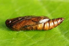 Epermenia illigerella