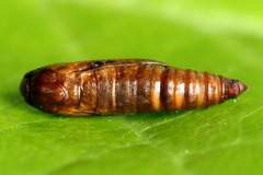 Epermenia illigerella