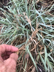 Eragrostis interrupta