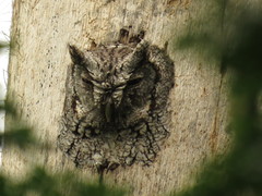 Megascops asio mccallii