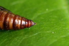 Epermenia illigerella