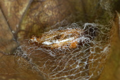 Epermenia illigerella