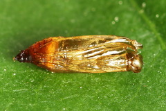 Epermenia illigerella