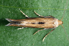 Epermenia illigerella