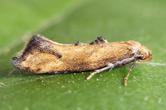 Epermenia illigerella