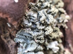 Hypogymnia farinacea