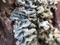 Hypogymnia farinacea
