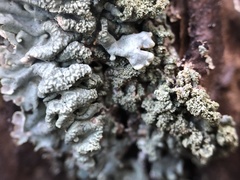 Hypogymnia farinacea