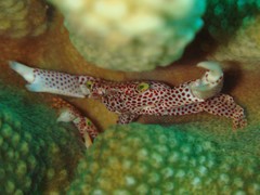 Trapezia rufopunctata