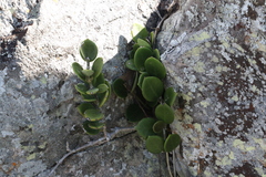 Hoya australis australis
