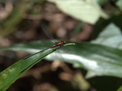 Austroargiolestes amabilis