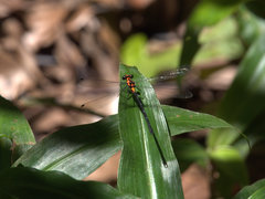 Austroargiolestes amabilis