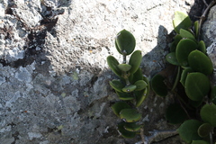 Hoya australis australis