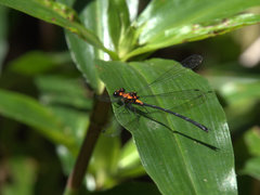 Austroargiolestes amabilis