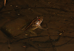 Limnonectes poilani