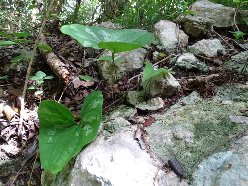 Dioscorea cyanisticta (Dioscorea cyanisticta)