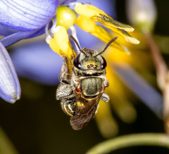 Lipotriches flavoviridis