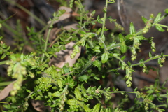 Gonocarpus teucrioides