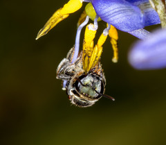 Lipotriches flavoviridis