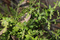 Gonocarpus teucrioides