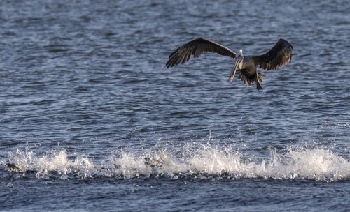 Brown Pelican photographed in North Carolina