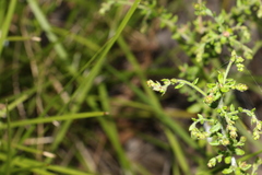 Gonocarpus teucrioides