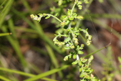 Gonocarpus teucrioides