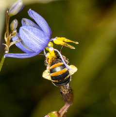 Lipotriches flavoviridis