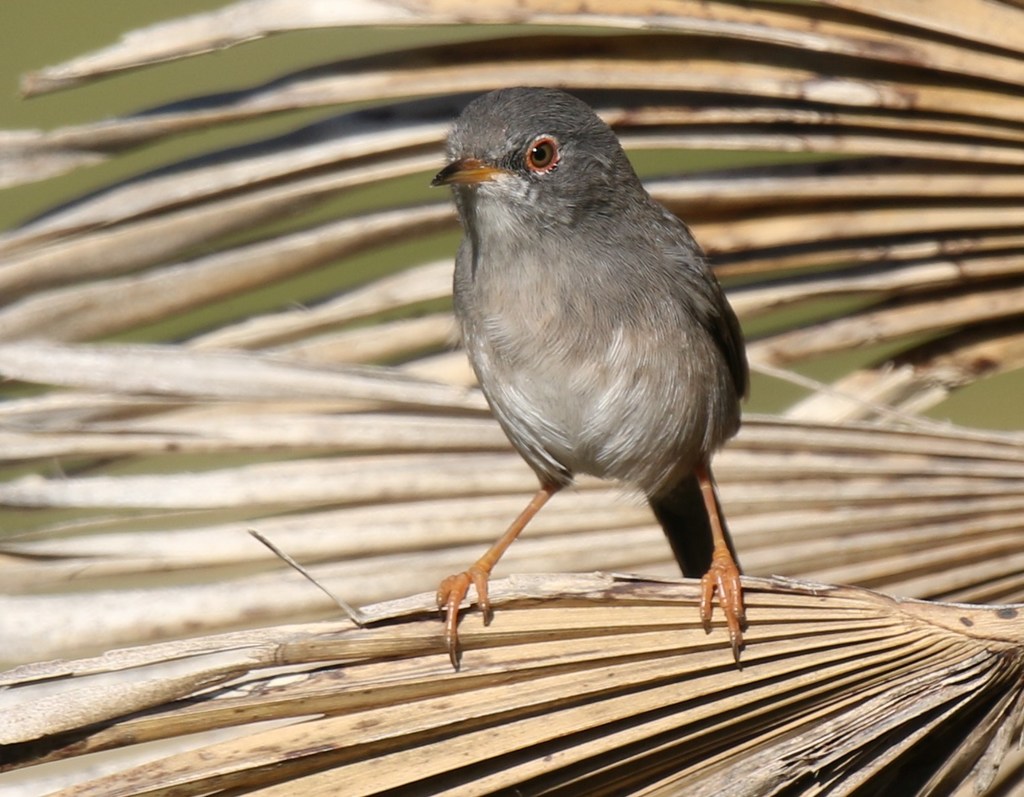 Balearic Warbler