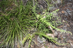 Gonocarpus teucrioides