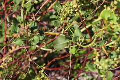 Muehlenbeckia rhyticarya