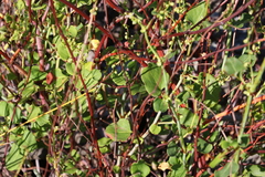 Muehlenbeckia rhyticarya