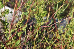 Muehlenbeckia rhyticarya